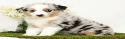 Miniature Australian Shepherd dogs for sale: Patrick - Ad 2