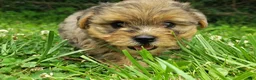 Yorkshire Terrier dogs for sale: Blue beauty - Ad 13