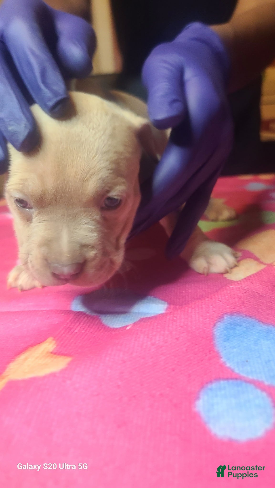 American Bully dogs for sale: American Bully 3 - Ad 4