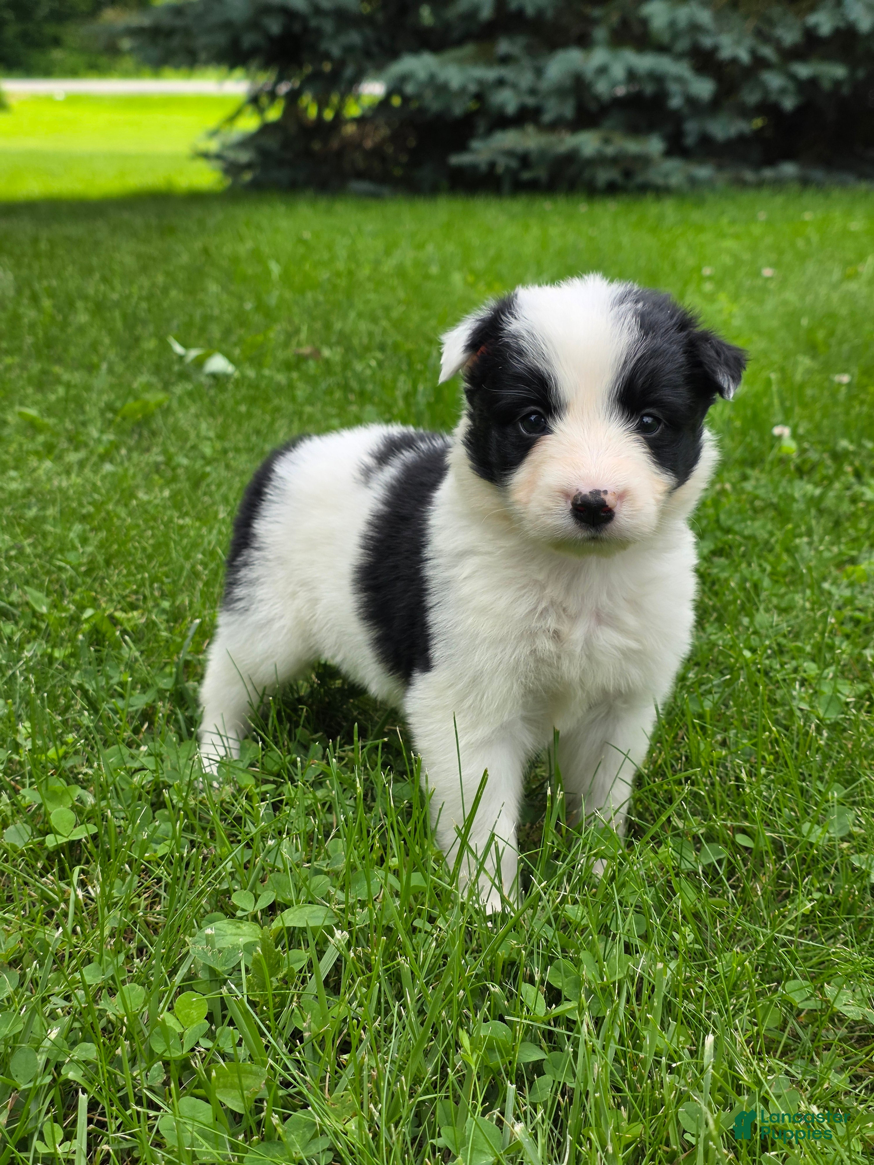 Border Collie dogs Goldie - Ad 41