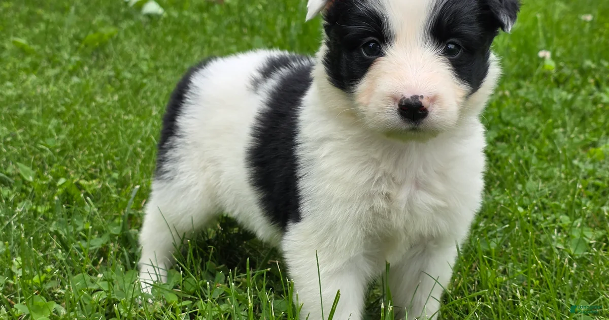 Border Collie Puppies For Sale In New York Lancaster Puppies border-collie-puppies-for-sale-in-new-york-lancaster-puppies