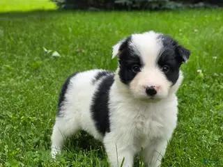 Border Collie dogs Goldie - Ad 12