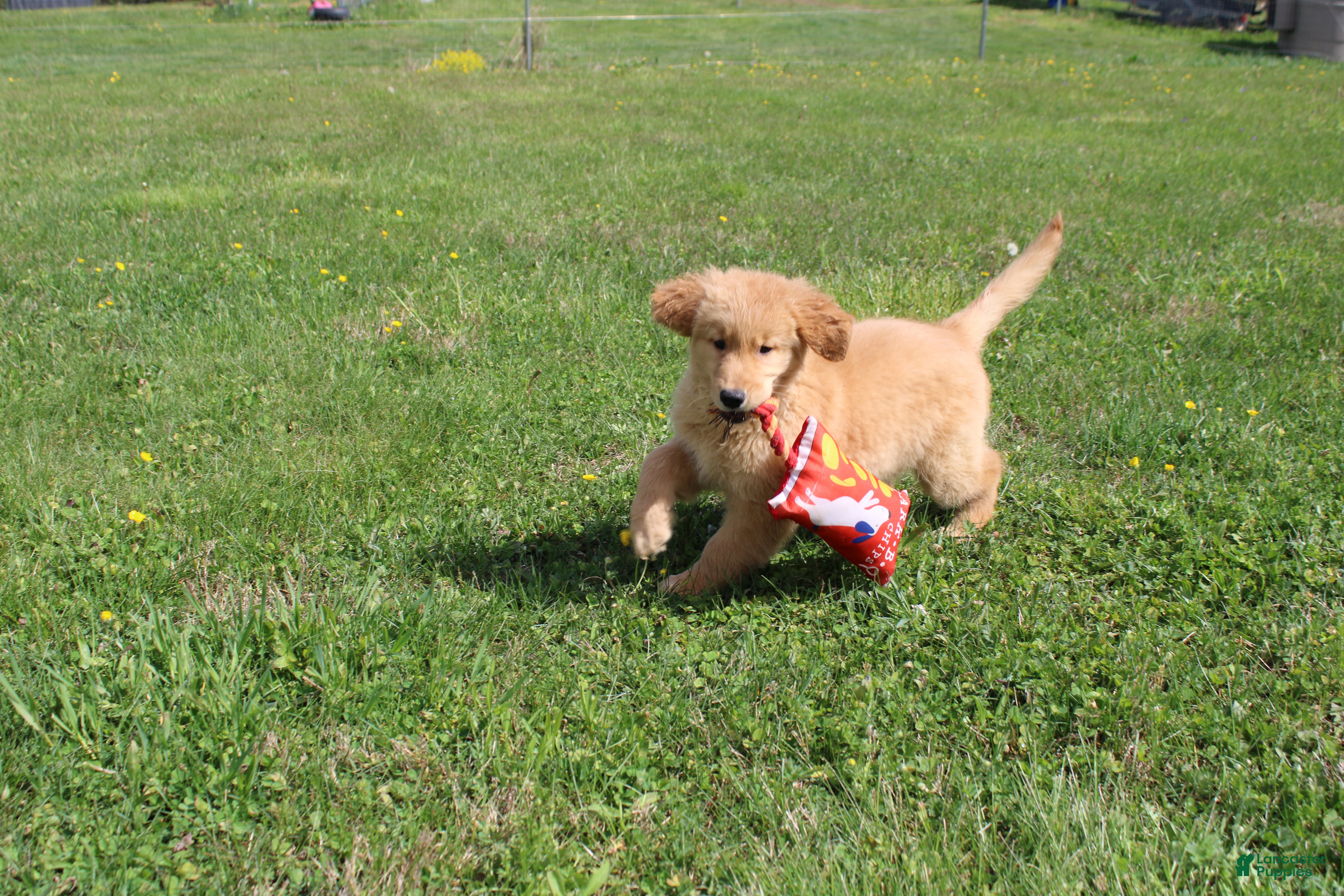 Golden Retriever dogs for sale: Kiloliter - Ad 1