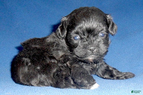 Shihpoo dogs for sale: Toby - Ad 5
