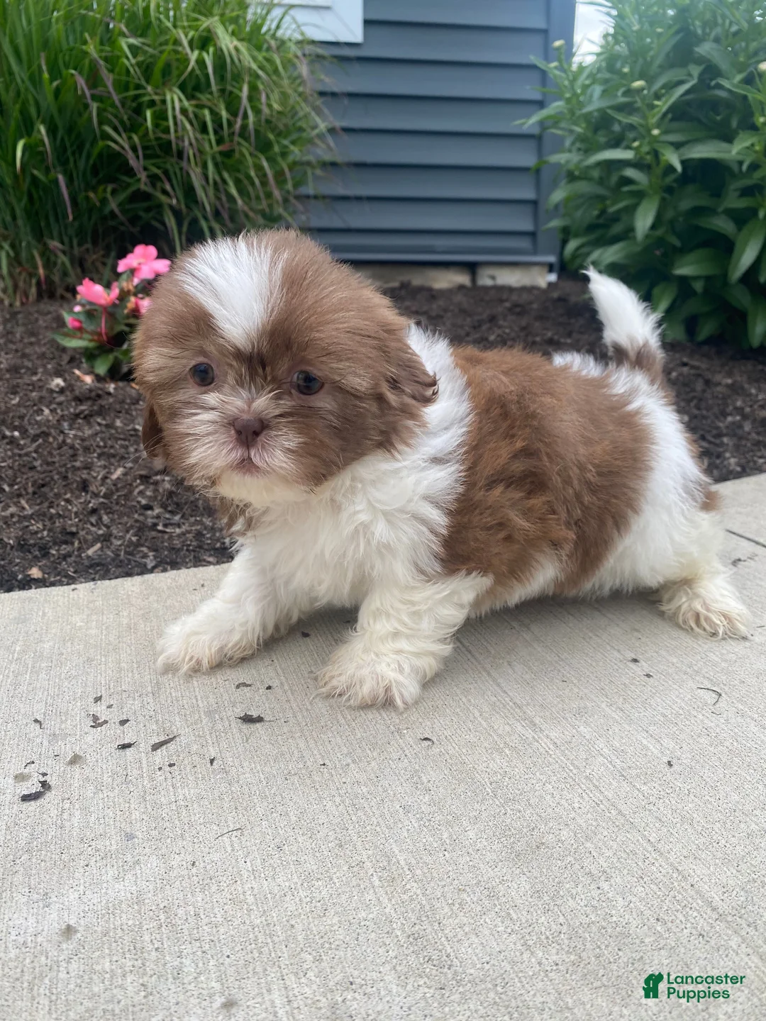 Shih Tzu dogs for sale: Hazel - Ad 1