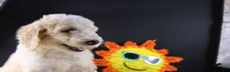 Standard Poodle dogs for sale: Waylon J - Ad 6