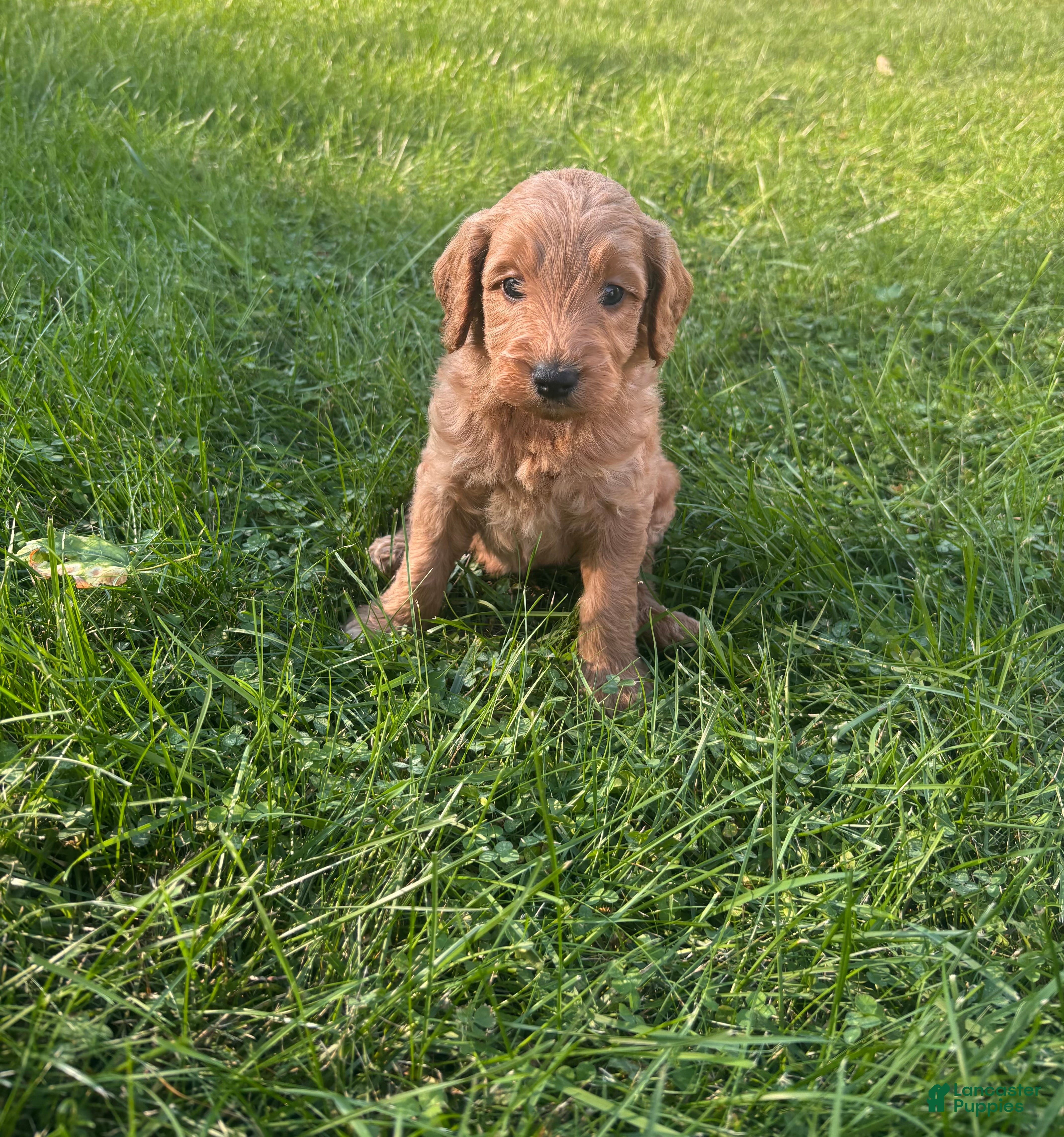 Mini Goldendoodle dogs Blue - Ad 4