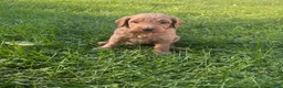 Mini Goldendoodle dogs for sale: Blue - Ad 1