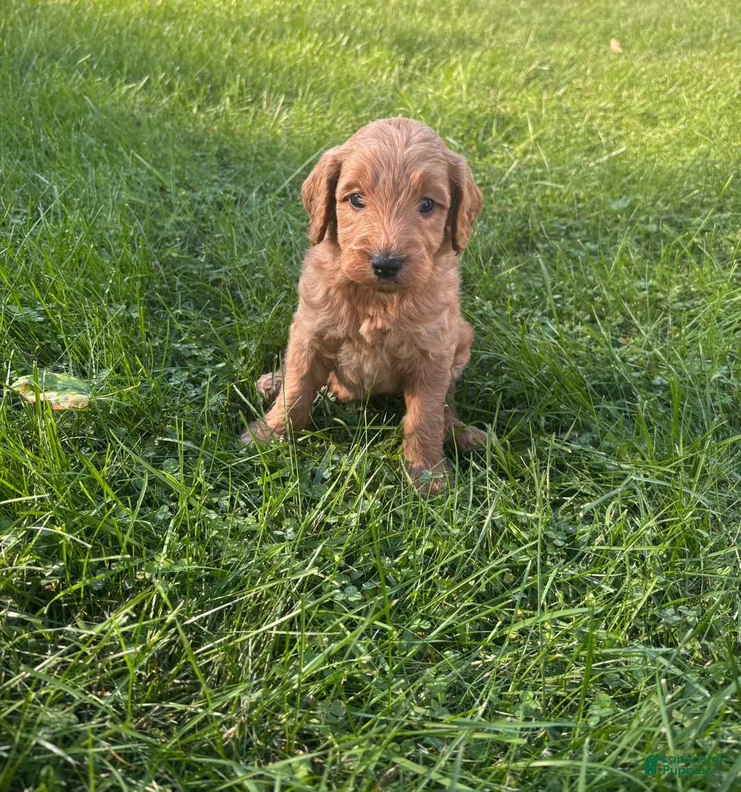 Mini Goldendoodle dogs for sale: Blue - Ad 1