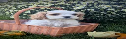 Cavapoo dogs for sale: Mr Colby - Ad 3