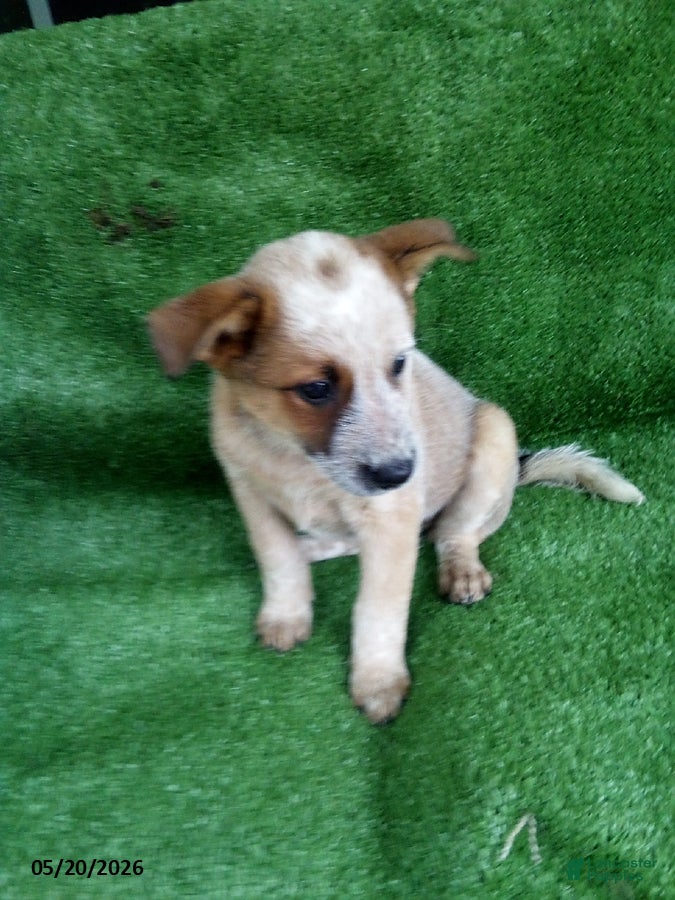 Australian Cattle Dog dogs Rosebud - Ad 1
