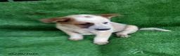 Australian Cattle Dog dogs for sale: Rosebud - Ad 1