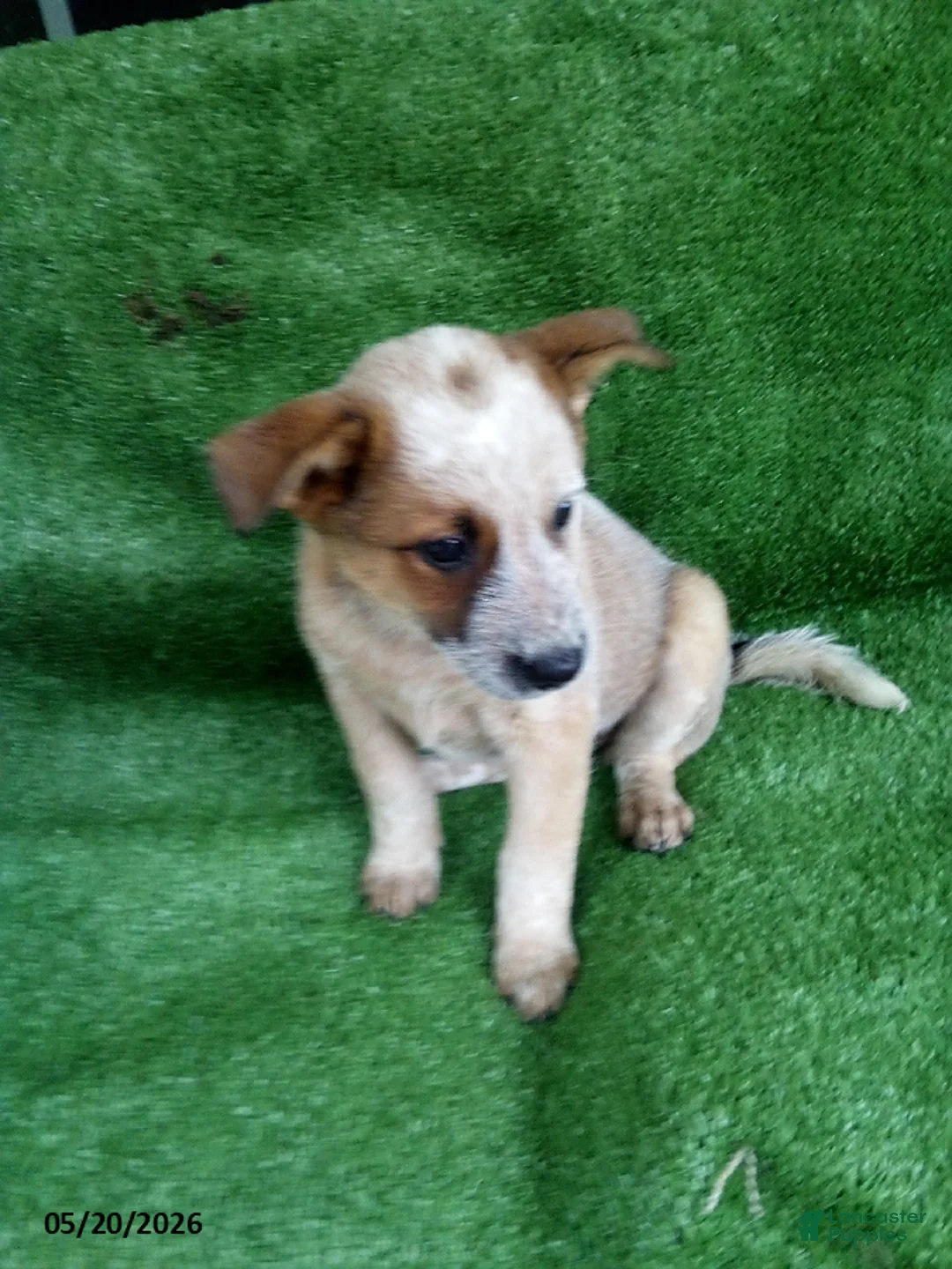Australian Cattle Dog dogs for sale: Rosebud - Ad 1