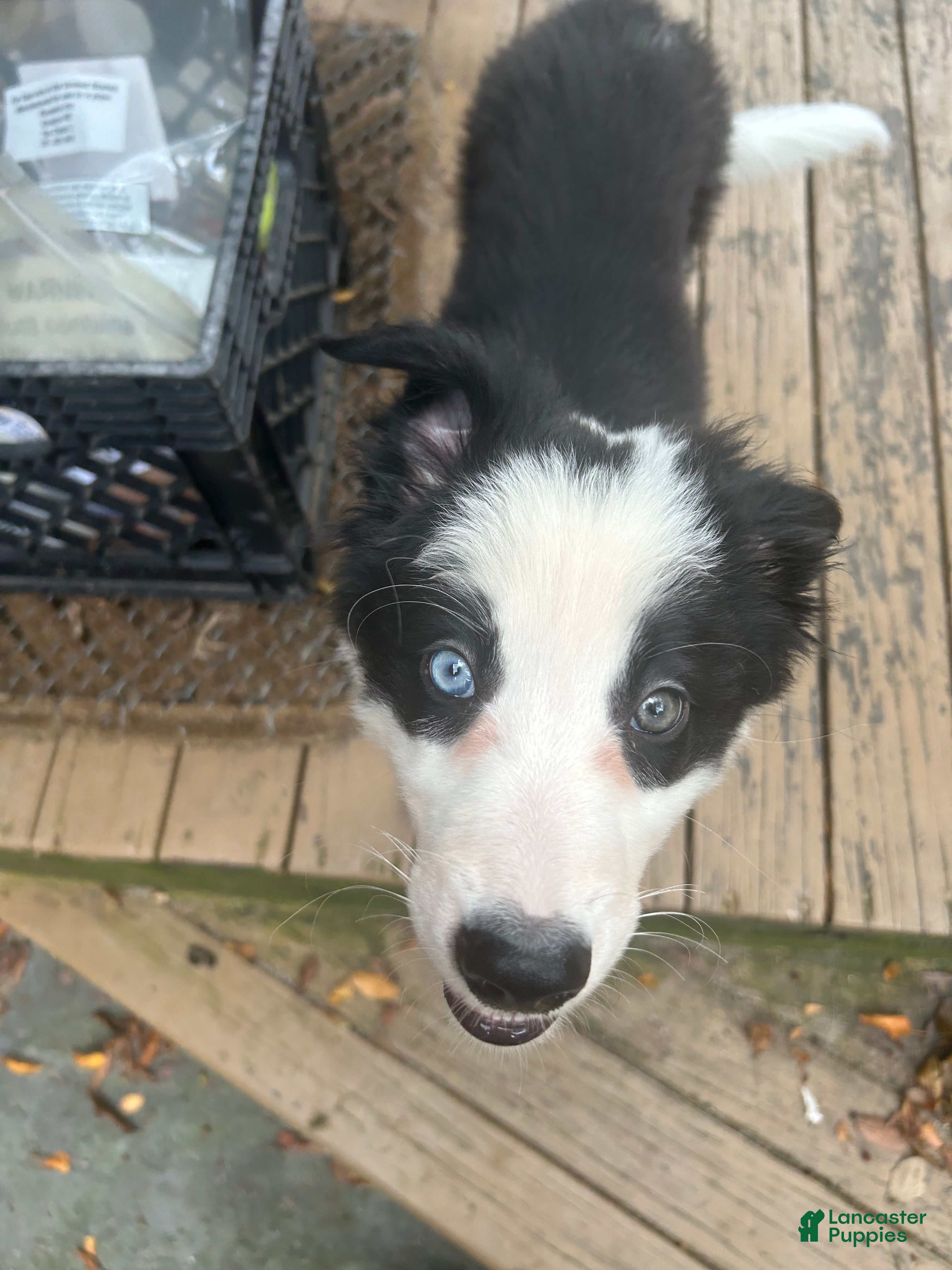 Border Collie dogs Mav - Ad 1