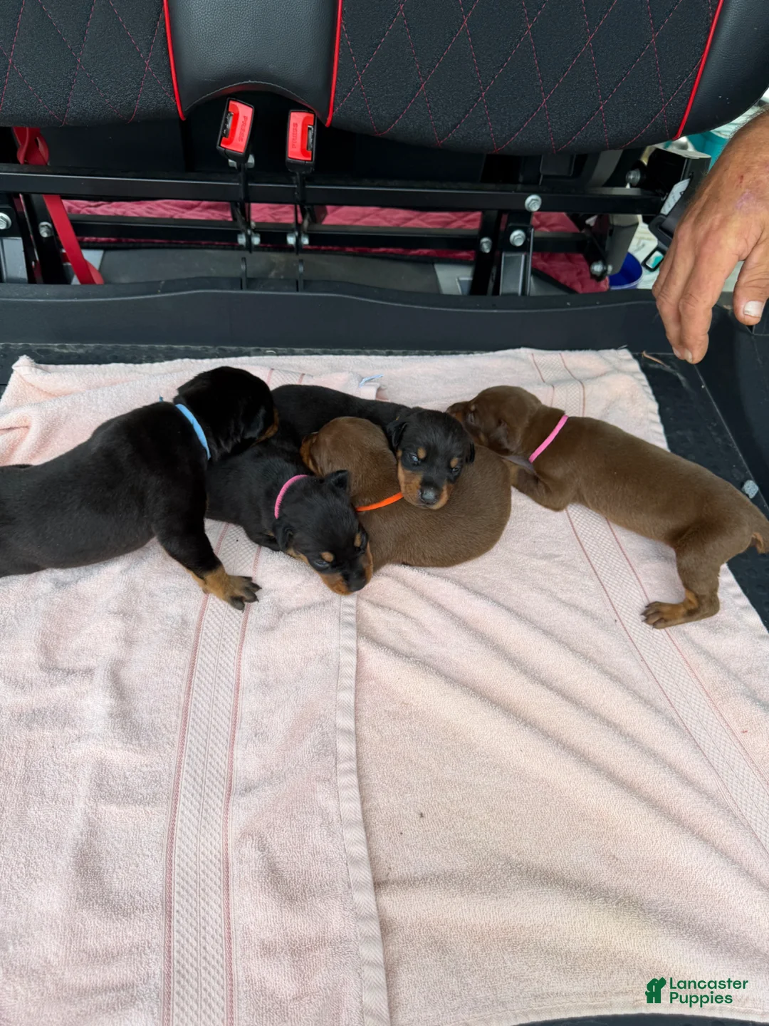 Doberman Pinscher dogs for sale: Doberman Pinscher Puppy 7 - Ad 1