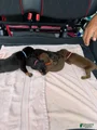 Doberman Pinscher Puppy 7