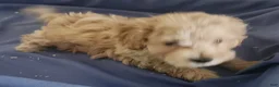 Miniature Poodle dogs for sale: Boy 1 - Ad 3
