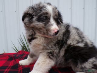 Border Collie dogs Border Collie Puppy 2 Dundee - Ad 11