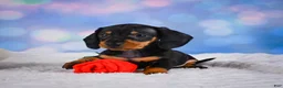 Miniature Dachshund dogs for sale: Ace - Ad 5