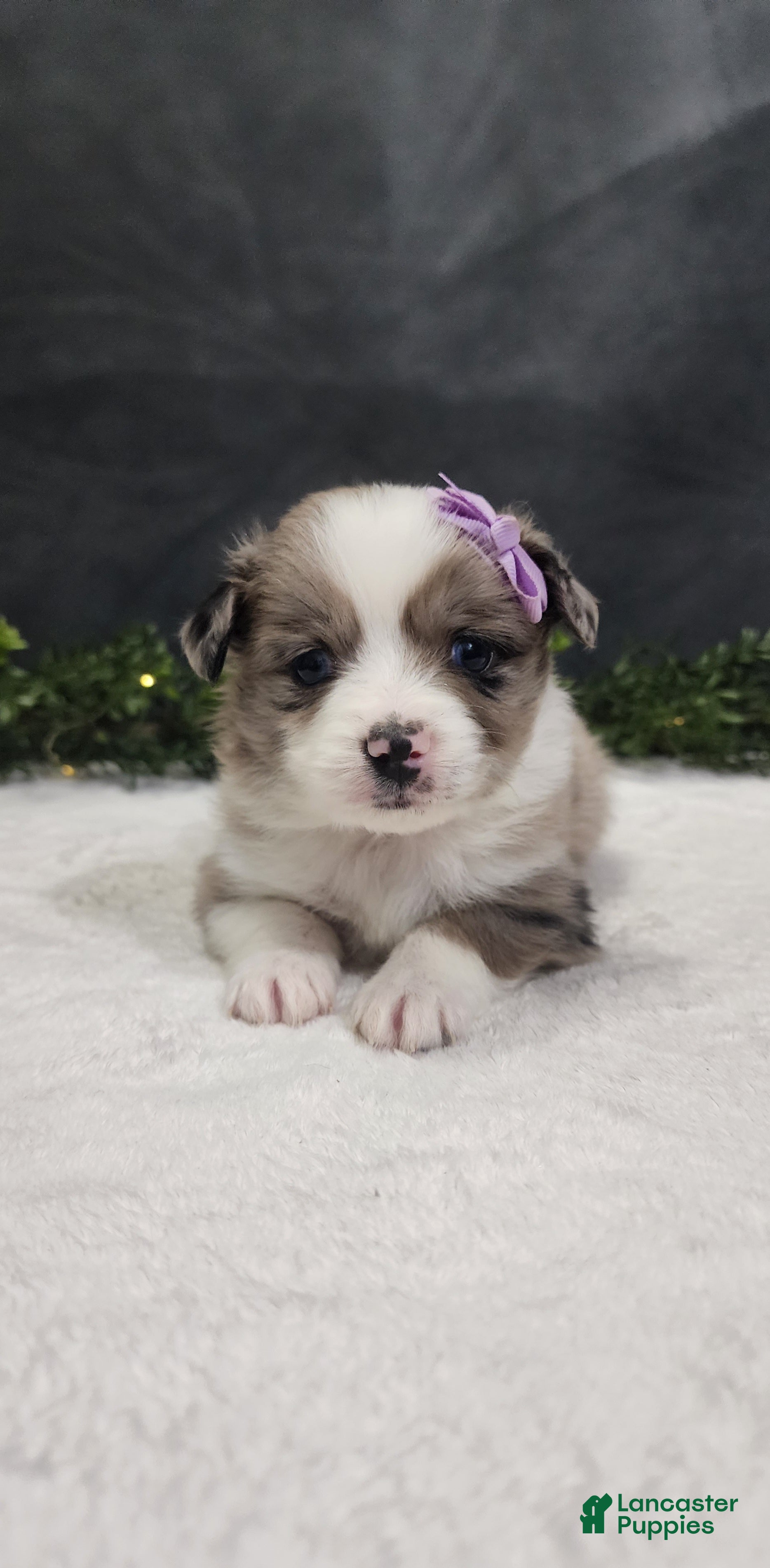 Miniature Australian Shepherd dogs Luna - Ad 1