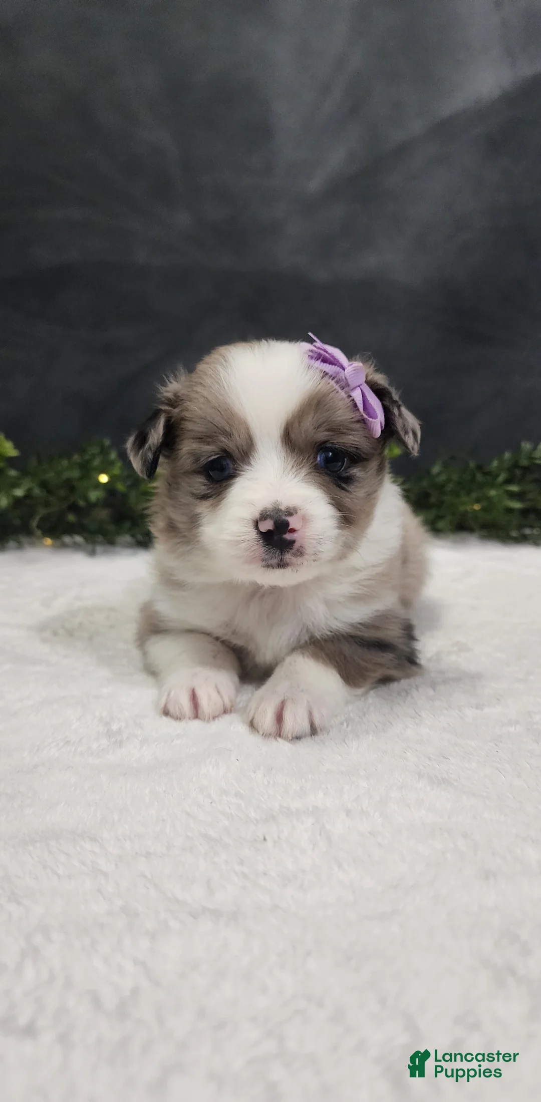 Miniature Australian Shepherd dogs for sale: Luna - Ad 1