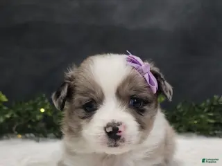 Miniature Australian Shepherd dogs for sale: Luna - Ad 3