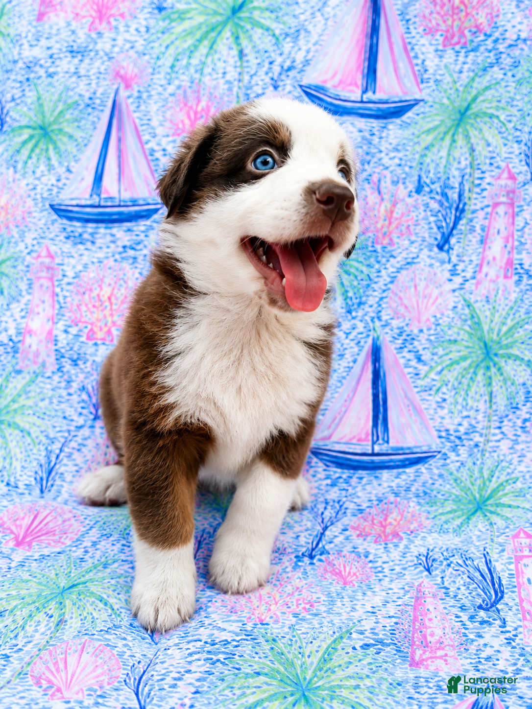 Miniature Australian Shepherd dogs Booty - Ad 1