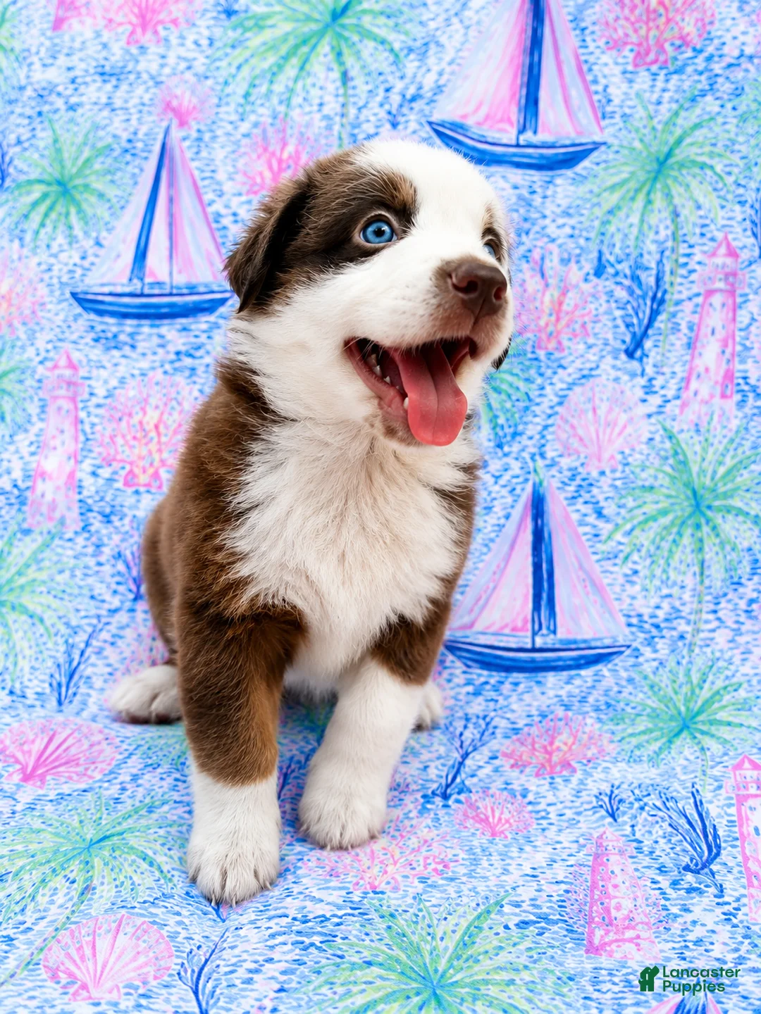 Miniature Australian Shepherd dogs for sale: Booty - Ad 1