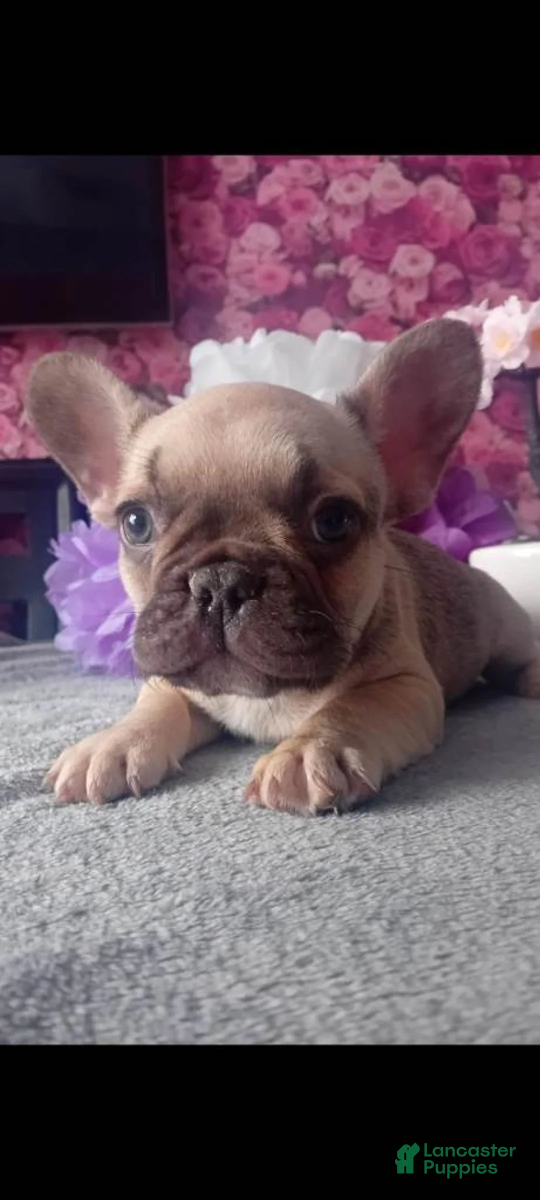 French Bulldog dogs for sale: French Bulldog Puppy 5 - Ad 1