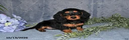 Miniature Dachshund dogs for sale: Scarlet - Ad 4