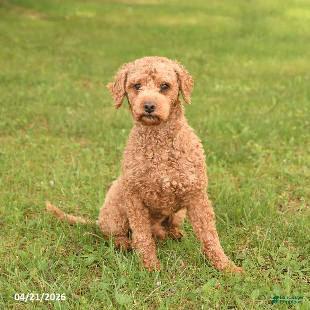 Miniature Poodle dogs for sale: Mason - Ad 1