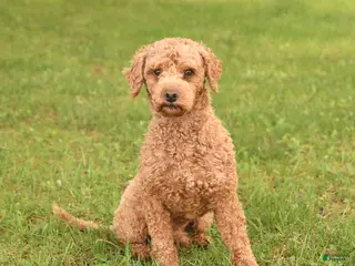 Miniature Poodle dogs for sale: Mason - Ad 4