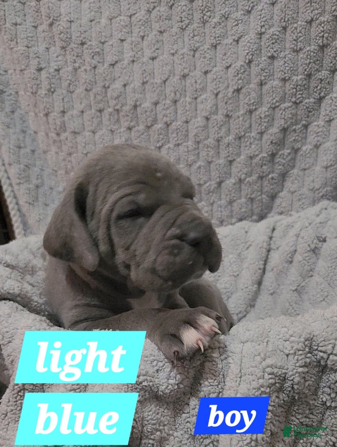 Cane Corso dogs for sale: Cane Corso Puppy 1 Kenicky - Ad 1