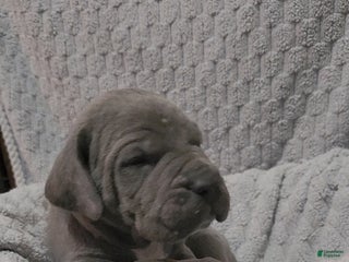 Cane Corso dogs Cane Corso Puppy 1 Kenicky - Ad 5