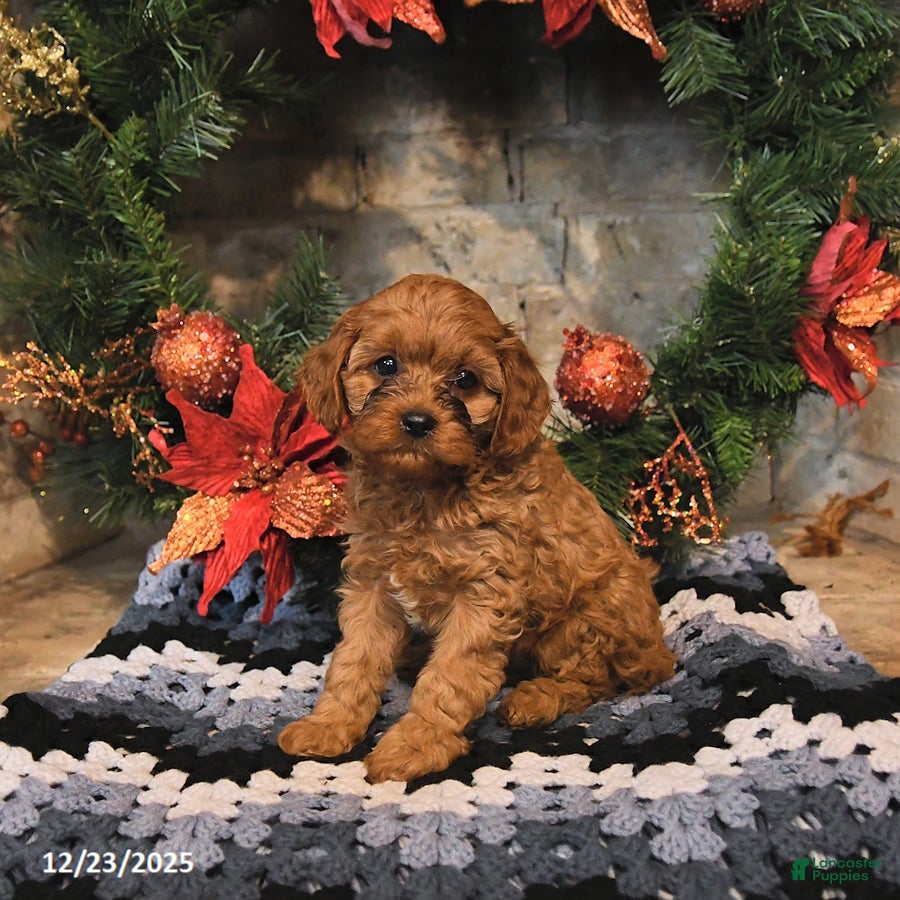 Cavapoo dogs Fifi - Ad 25