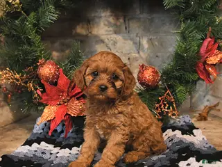 Cavapoo dogs Fifi - Ad 20