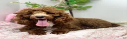 Maltipoo dogs for sale: SuAnn - Ad 6