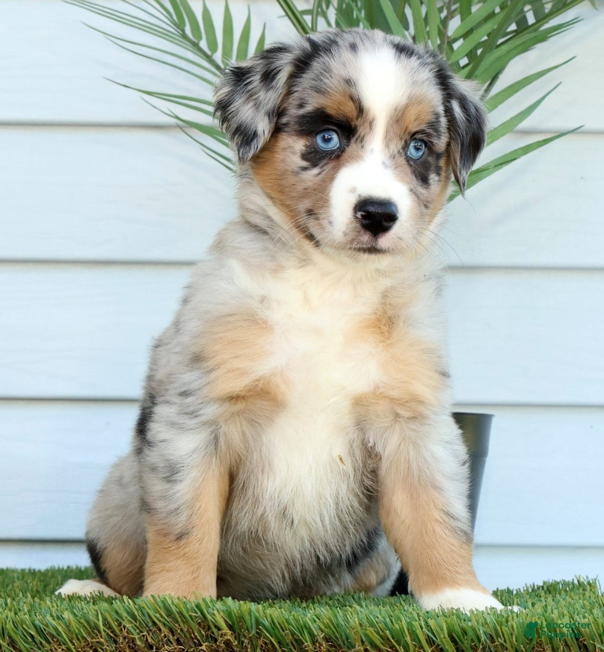 Miniature Australian Shepherd dogs for sale: Tracy - Ad 5