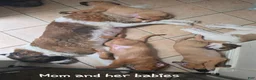 Mixed Breed dogs for sale: "Blossom" - St. Bermastiff  - Ad 7