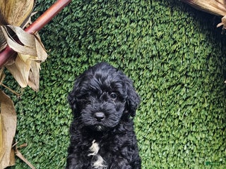 Mini Goldendoodle dogs - Ad 31