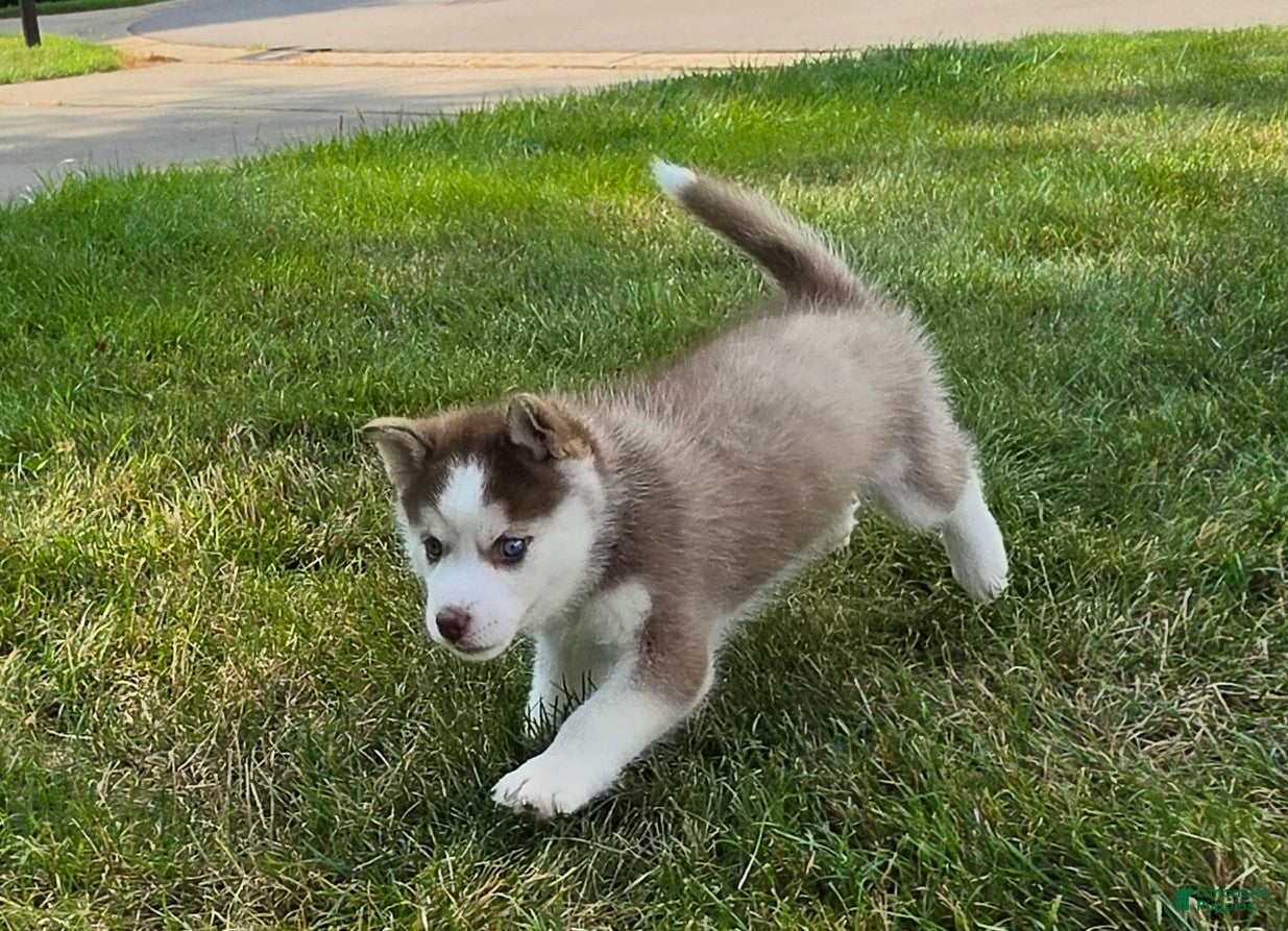 Pomsky dogs Henry - Ad 12