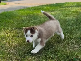 Pomsky dogs Henry - Ad 12