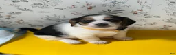 Mixed Breed dogs for sale: Sailor - Ad 3
