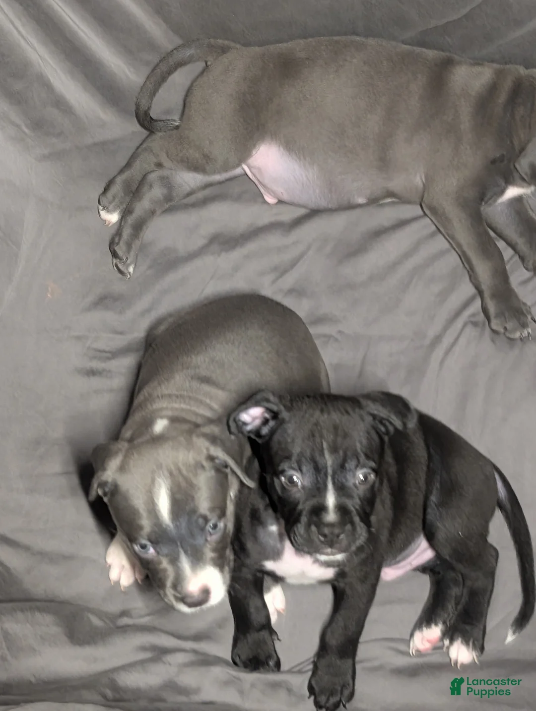 American Pit Bull Terrier dogs for sale: Roxy - Ad 3