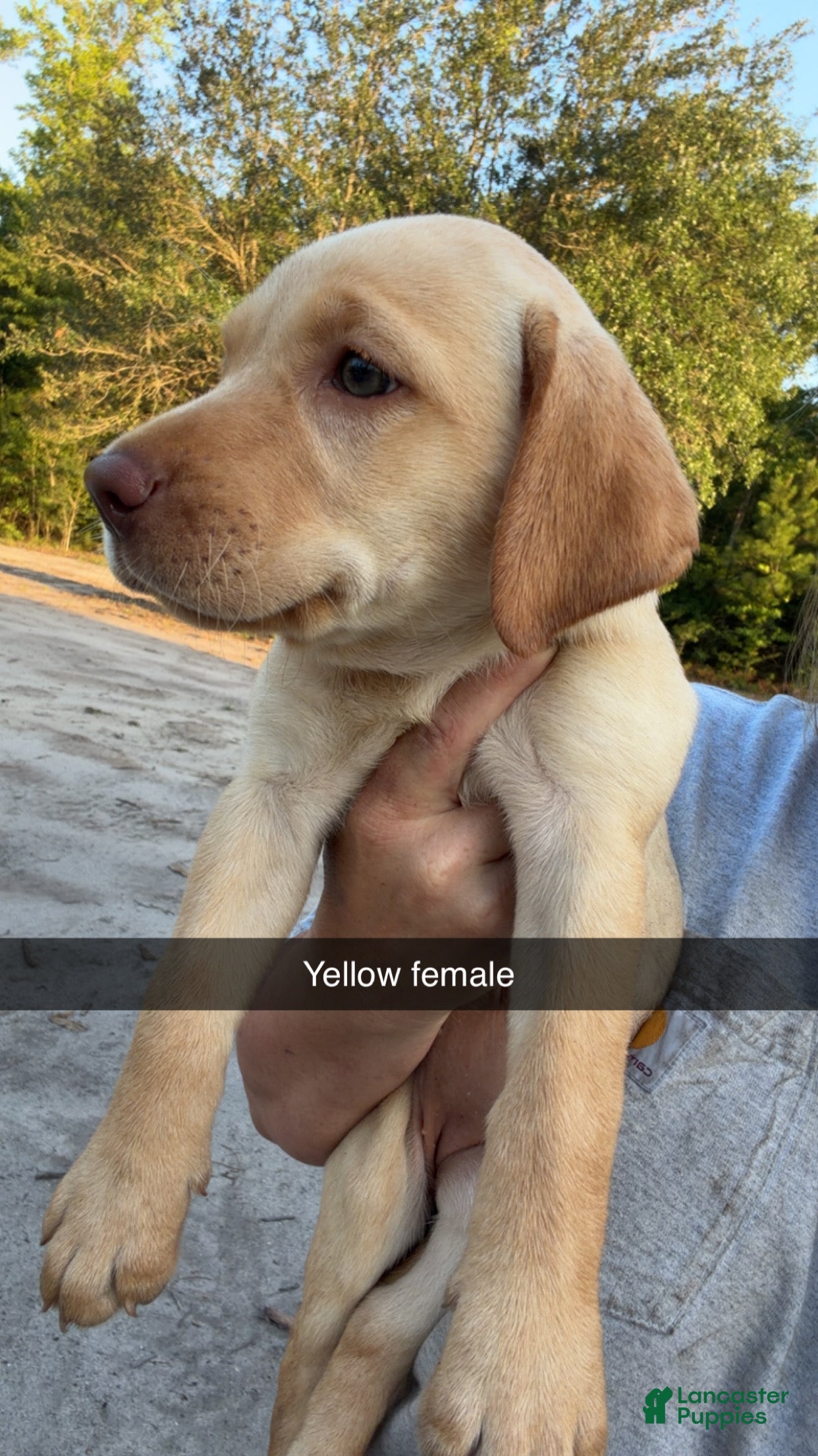 Labrador Retriever dogs Yellow Female - Ad 2