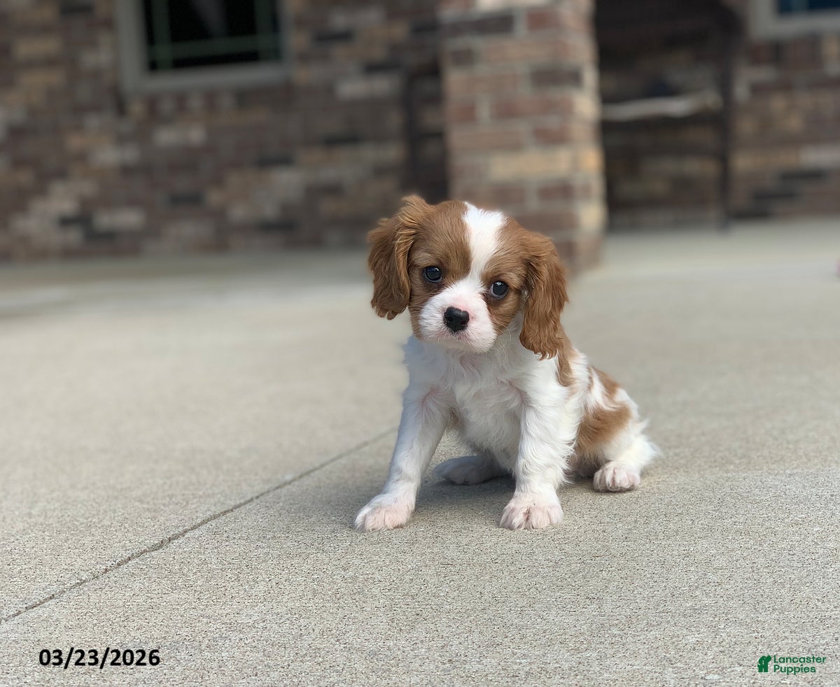 Cavalier King Charles Spaniel dogs Benny - Ad 1