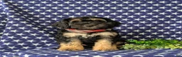 Cockapoo dogs for sale: Augustus - Ad 5