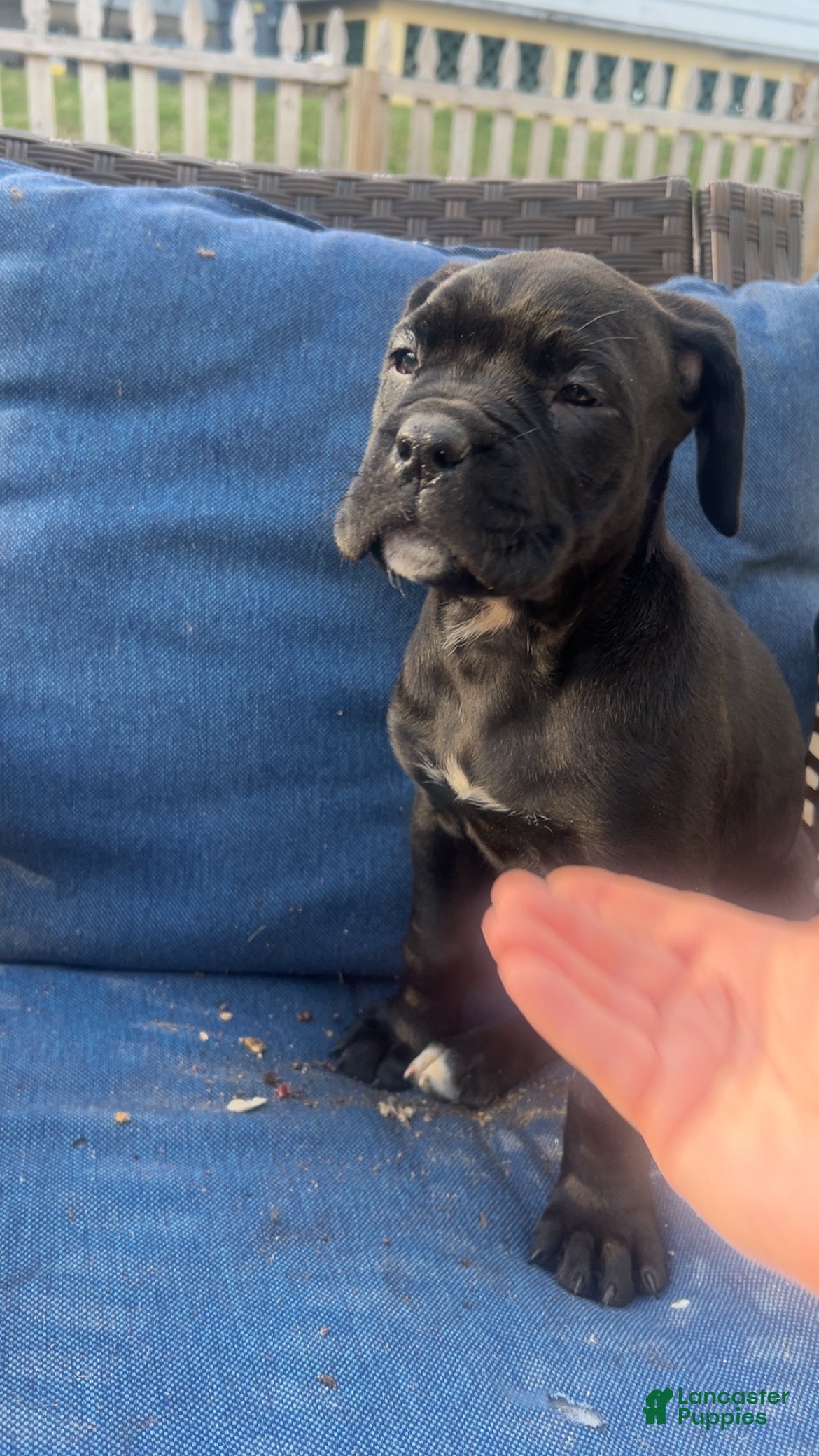 Cane Corso dogs Cane Corso Puppy 4 - Ad 1