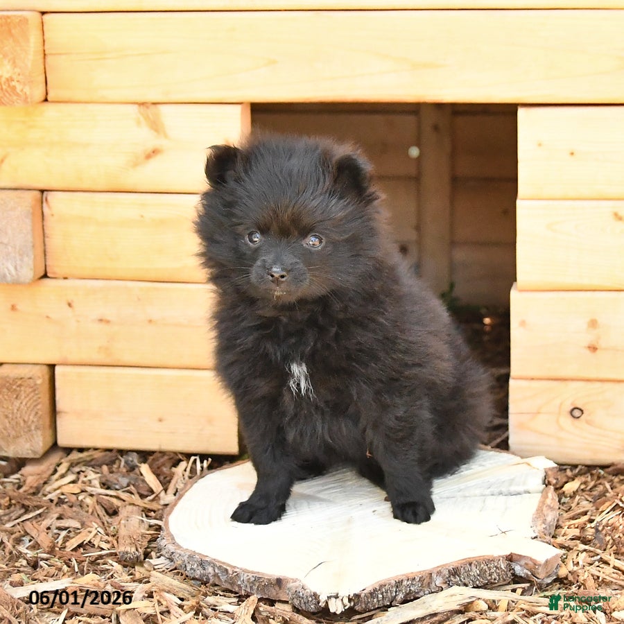Pomeranian dogs McKenzie - Ad 2