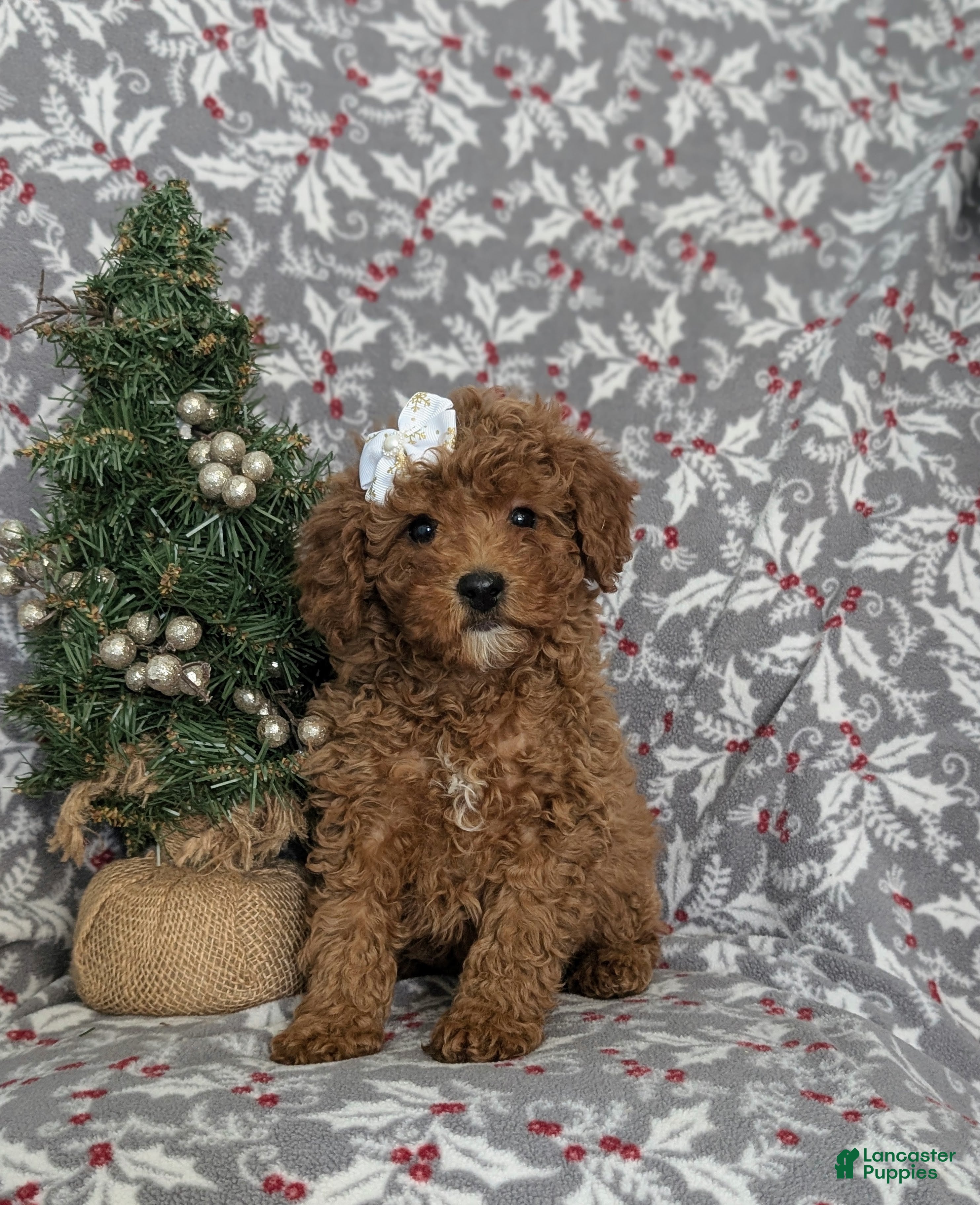 Miniature Poodle dogs Celene Ready for Christmas - Ad 36